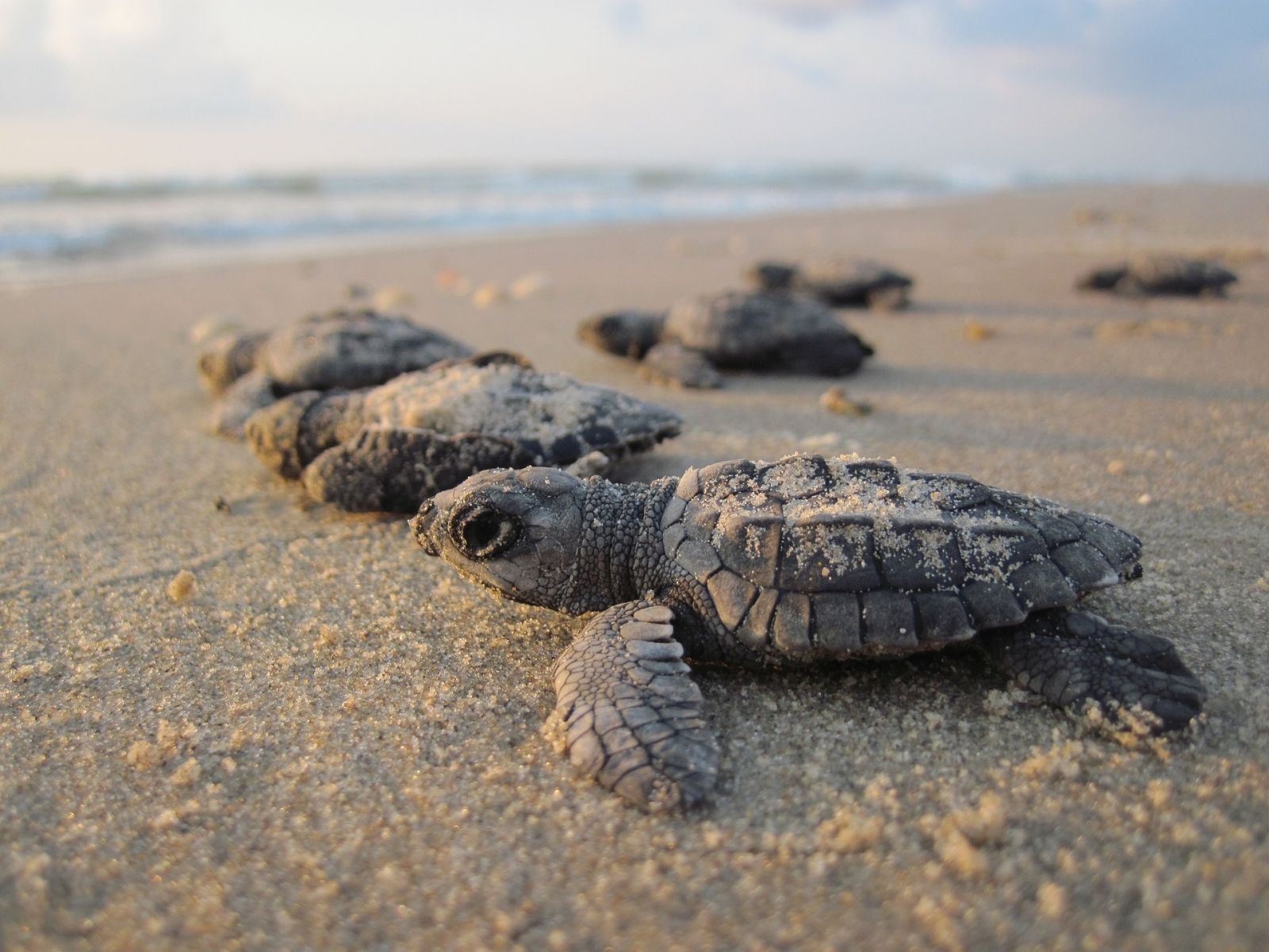 Turtle Beach